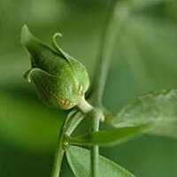 Жожоба олія Flora Secret 60 мл №2