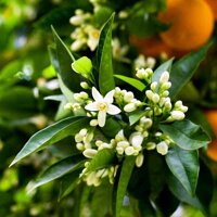 Неролієва олія Flora Secret 10 мл №2