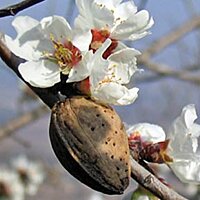 Мигдальна олія Flora Secret 60 мл №2