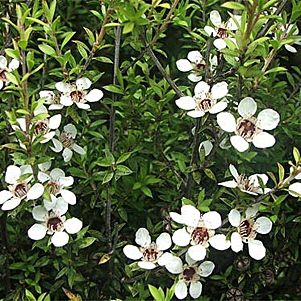 Фото Чайное дерево масло Flora Secret 25 мл