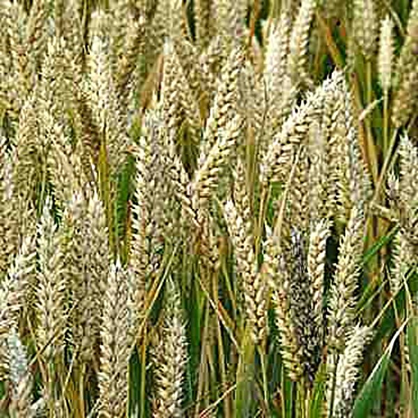 Характеристики Пшеничных зародышей масло Flora Secret 60 мл