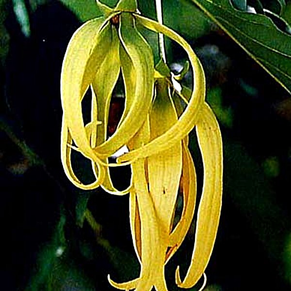 Фото Іланг-ілангова олія Flora Secret 10 мл